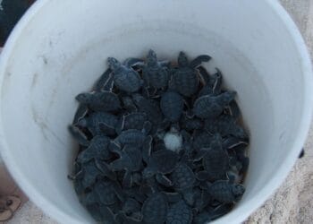 Resguarda gobierno de Benito Juárez nidos de tortuga marina