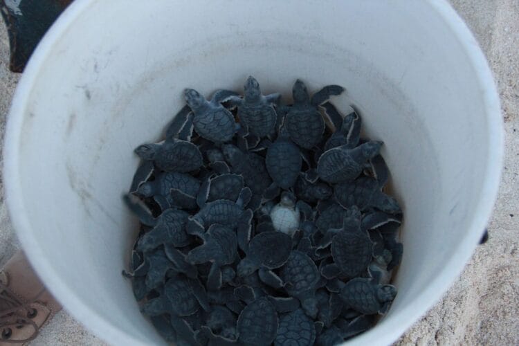 Resguarda gobierno de Benito Juárez nidos de tortuga marina