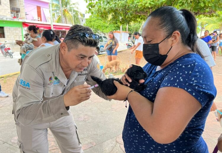 Arranca jornada de vacunación antirrábica canina y felina en Isla Mujeres