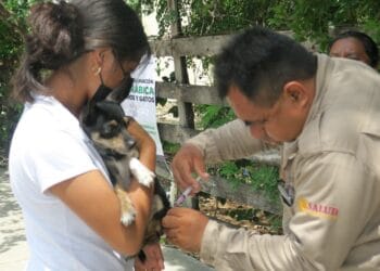 Cierra con éxito la Jornada de Vacunación Antirrábica Canina y Felina en Isla Mujeres