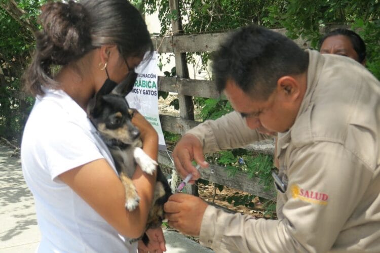 Cierra con éxito la Jornada de Vacunación Antirrábica Canina y Felina en Isla Mujeres