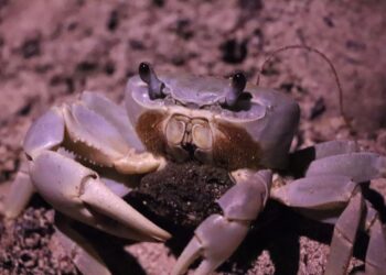 Exitosa Campaña de Protección al Cangrejo Azul en Cancún