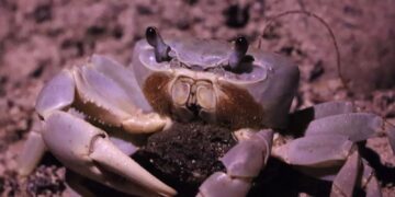 Exitosa Campaña de Protección al Cangrejo Azul en Cancún