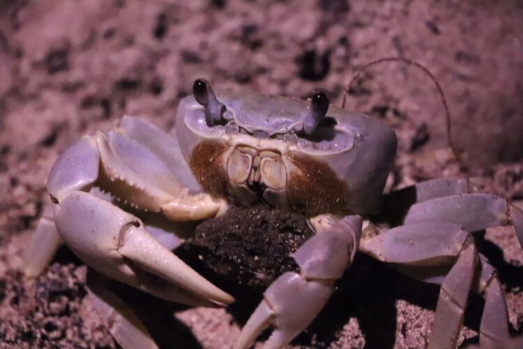 Exitosa Campaña de Protección al Cangrejo Azul en Cancún