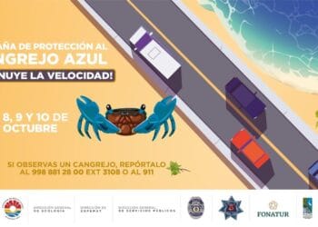 Invitan a cancunenses a cuidar del cangrejo azul