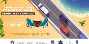 Invitan a cancunenses a cuidar del cangrejo azul