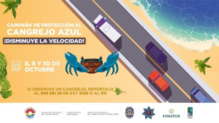 Invitan a cancunenses a cuidar del cangrejo azul