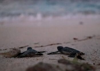 Gobierno de Isla Mujeres, comprometido con el bienestar de los animales