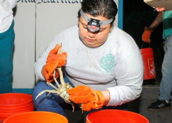 Llaman a proteger y conservar al Cangrejo Azul en Isla Mujeres