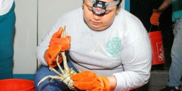 Llaman a proteger y conservar al Cangrejo Azul en Isla Mujeres