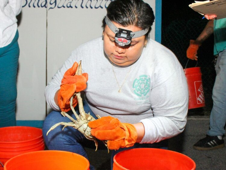 Llaman a proteger y conservar al Cangrejo Azul en Isla Mujeres