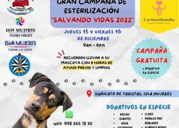 Llevarán campaña de esterilización canina a la Zona Continental de Isla Mujeres
