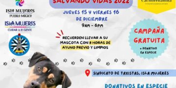 Llevarán campaña de esterilización canina a la Zona Continental de Isla Mujeres