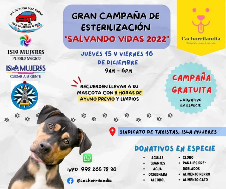 Llevarán campaña de esterilización canina a la Zona Continental de Isla Mujeres