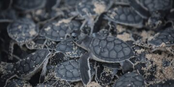 Refrenda Puerto Morelos su compromiso de contribuir a la preservación de la tortuga marina