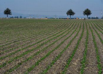 México propondrá sustituir importaciones y desarrollar la producción: AMLO