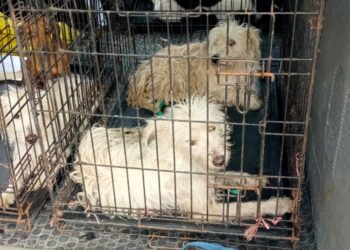 Rescata Ecología y Medio Ambiente a caninos en Zona Continental de Isla Mujeres