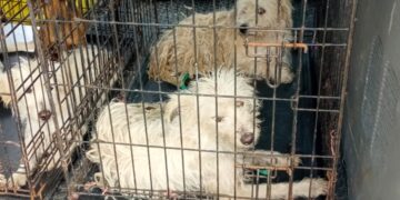 Rescata Ecología y Medio Ambiente a caninos en Zona Continental de Isla Mujeres