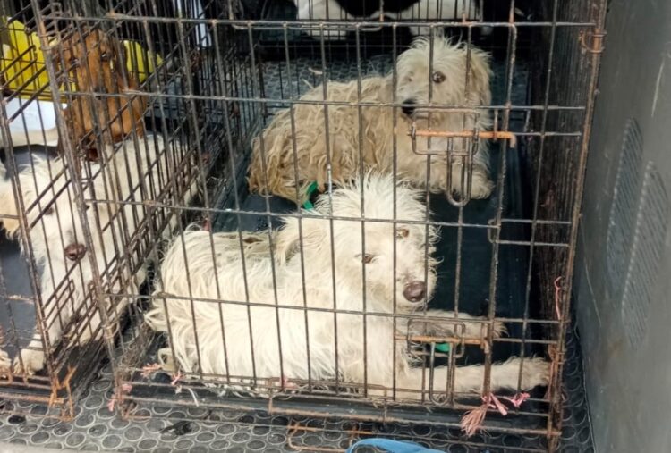 Rescata Ecología y Medio Ambiente a caninos en Zona Continental de Isla Mujeres