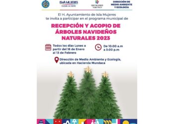 Ponen en marcha programa de acopio de árboles navideños en Isla Mujeres