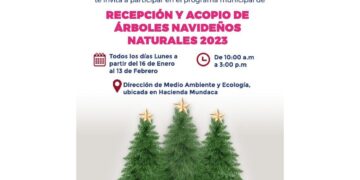 Ponen en marcha programa de acopio de árboles navideños en Isla Mujeres