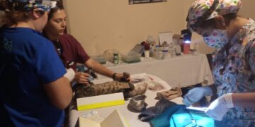 Lleva a cabo gobierno de Puerto Morelos jornada de esterilización de gatos ferales
