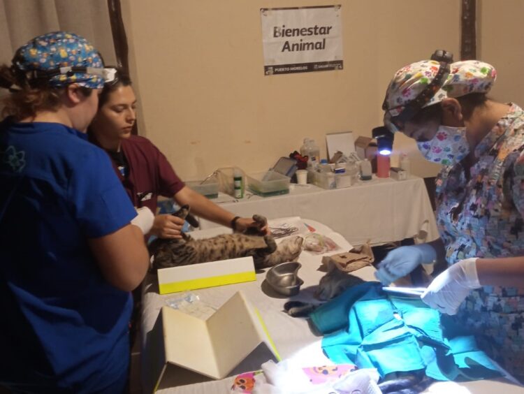 Lleva a cabo gobierno de Puerto Morelos jornada de esterilización de gatos ferales