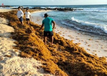 Fortalecen en Isla Mujeres combate en el arribo atípico de sargazo