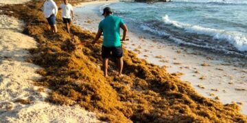 Fortalecen en Isla Mujeres combate en el arribo atípico de sargazo