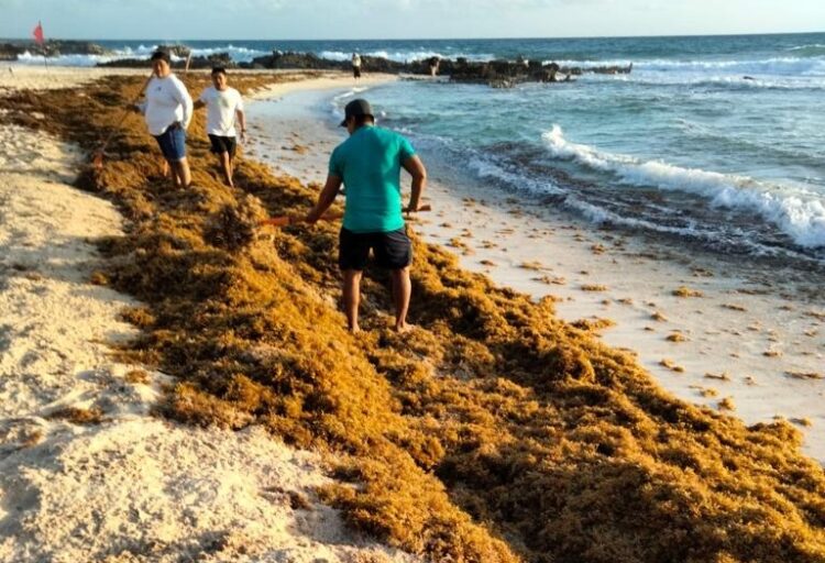 Fortalecen en Isla Mujeres combate en el arribo atípico de sargazo