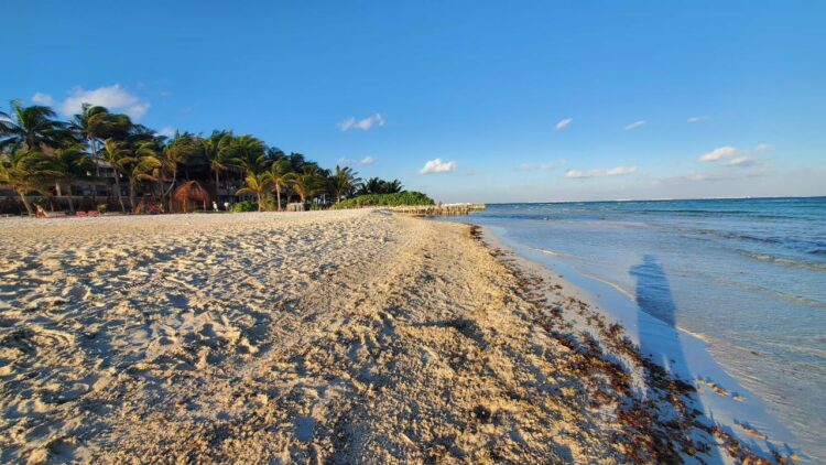 Mantienen limpias las playas ante el arribo de sargazo en Isla Mujeres