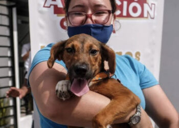 El errático reglamento animal de Cancún