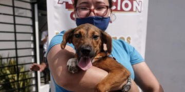 El errático reglamento animal de Cancún
