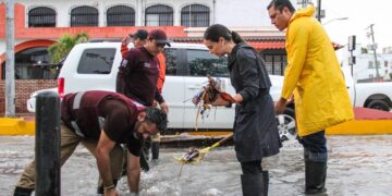 Ana Paty Peralta activa operativo tormenta en Cancún