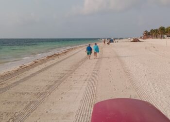Disminuye el recale de sargazo a playas de Puerto Morelos