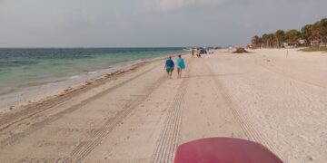 Disminuye el recale de sargazo a playas de Puerto Morelos