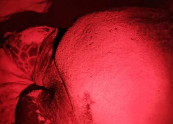 Primera tortuga de la temporada arriba a las costas de Isla Mujeres