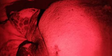 Primera tortuga de la temporada arriba a las costas de Isla Mujeres