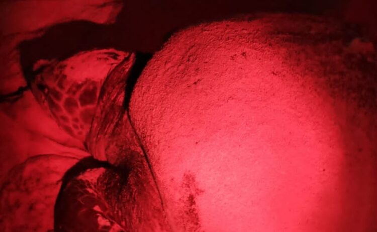 Primera tortuga de la temporada arriba a las costas de Isla Mujeres