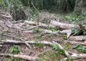 Denuncian ejidatarios de Leona Vicario a Ciudad Aurum por devastar 342 mil m2 de selva virgen