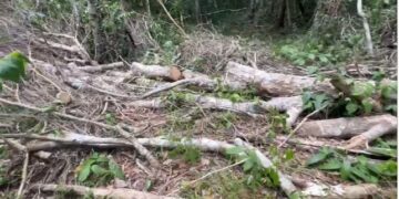 Denuncian ejidatarios de Leona Vicario a Ciudad Aurum por devastar 342 mil m2 de selva virgen