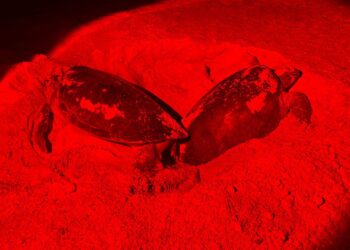 En Isla Mujeres se protegen a más de 32 mil huevos en el Campamento Tortuguero