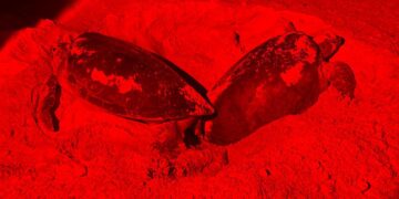 En Isla Mujeres se protegen a más de 32 mil huevos en el Campamento Tortuguero