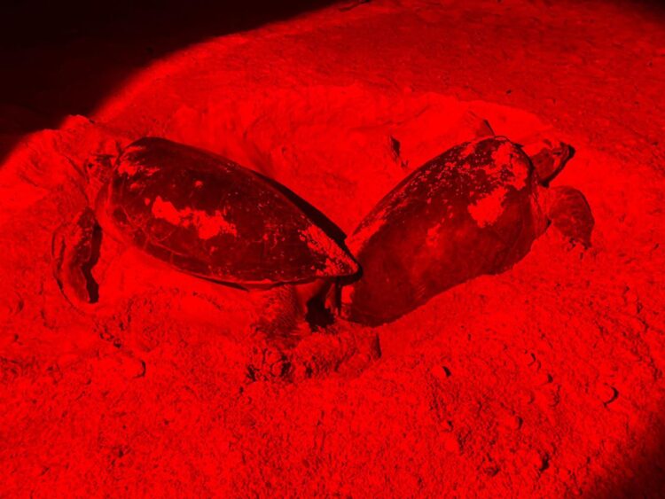 En Isla Mujeres se protegen a más de 32 mil huevos en el Campamento Tortuguero