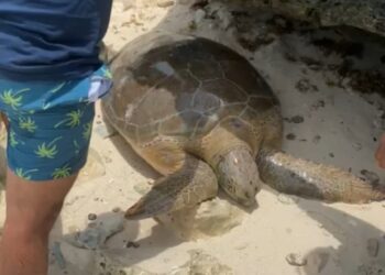 Auxilian y rescatan este fin de semana a dos tortugas marinas en Isla Mujeres