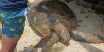 Auxilian y rescatan este fin de semana a dos tortugas marinas en Isla Mujeres