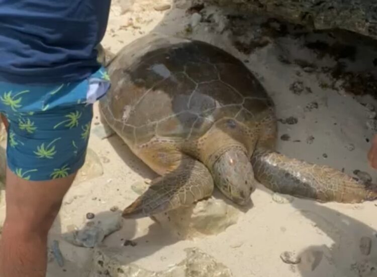 Auxilian y rescatan este fin de semana a dos tortugas marinas en Isla Mujeres