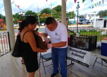 Continúa Bienestar Animal con aplicación de vacunas antirrábicas a perros y gatos en Puerto Morelos