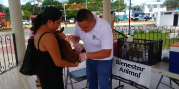 Continúa Bienestar Animal con aplicación de vacunas antirrábicas a perros y gatos en Puerto Morelos