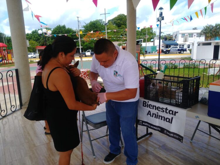 Continúa Bienestar Animal con aplicación de vacunas antirrábicas a perros y gatos en Puerto Morelos